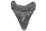 Fossil Megalodon Tooth - South Carolina #286526-1